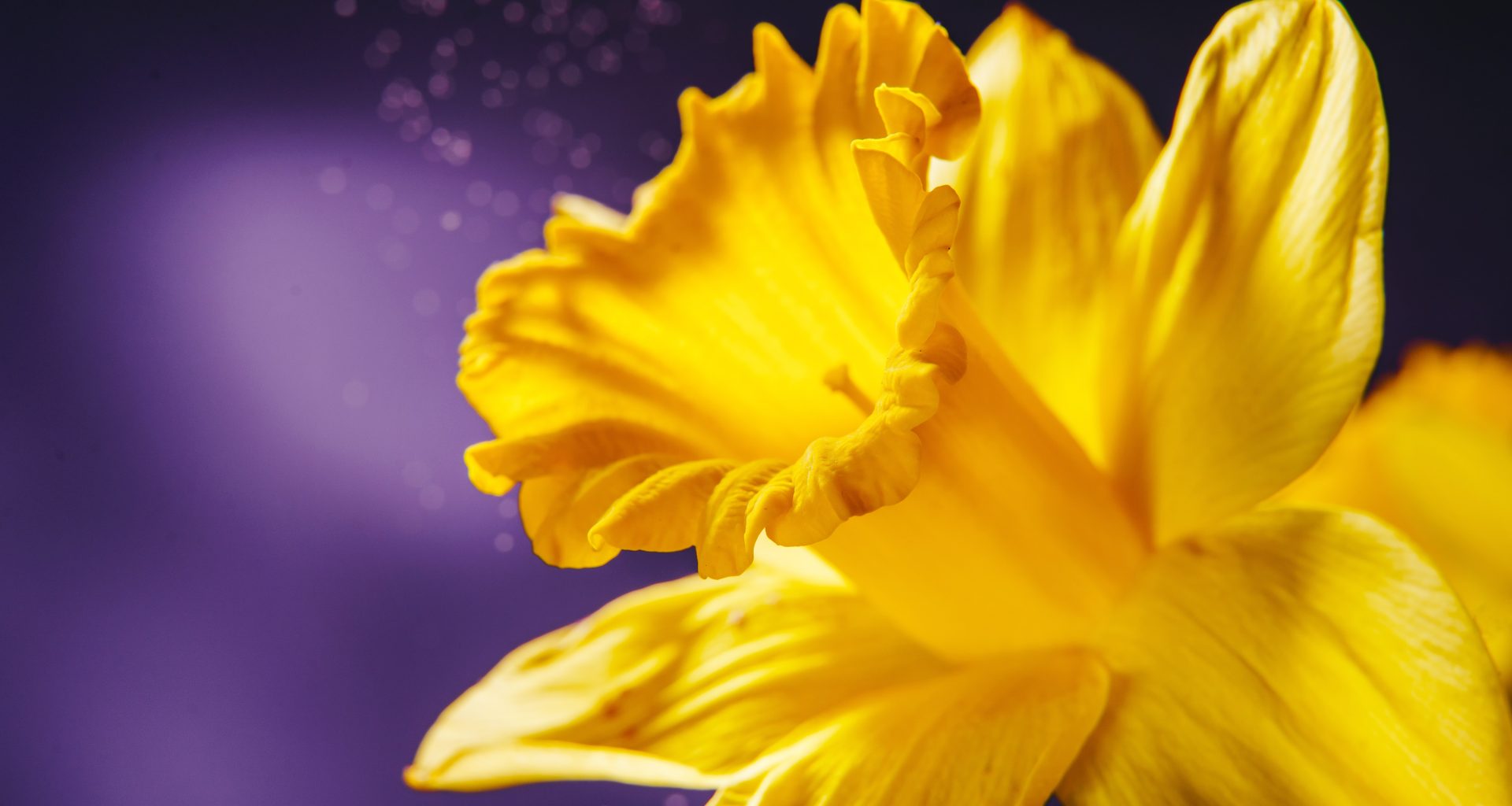 Daffodil Day:  Remembering The Fight and The Funny
